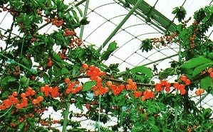 昭和パックス 【原反】キリヨケバーナル 0.15mm厚