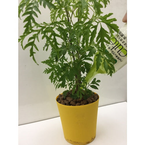 ハイポネックス 水栽培用活力剤 キュートハイドロ水栽培用