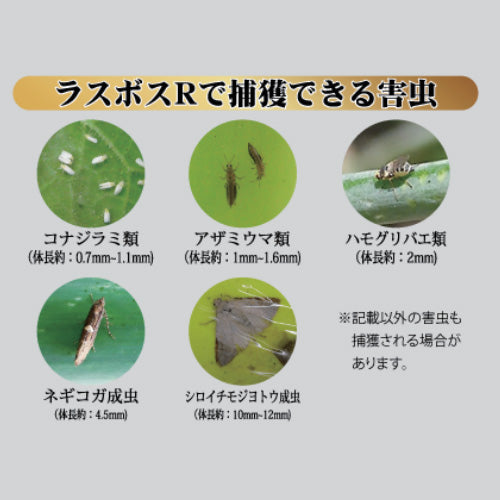 大協技研 捕虫シート・ラスボスRタイプ(20枚×40袋入)