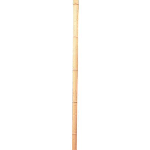 伝蔵 竹 建仁寺 1.8M
