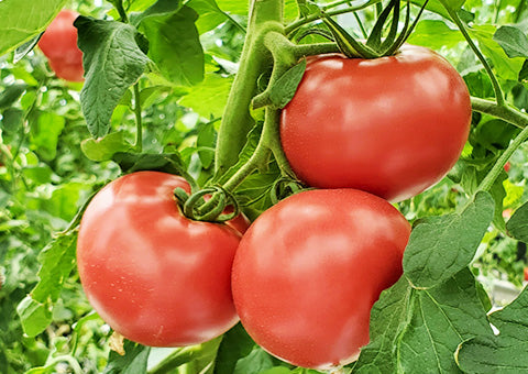 トマト用資材】トマト畑の遮光ネット ｜農業メッシュネット・農業資材